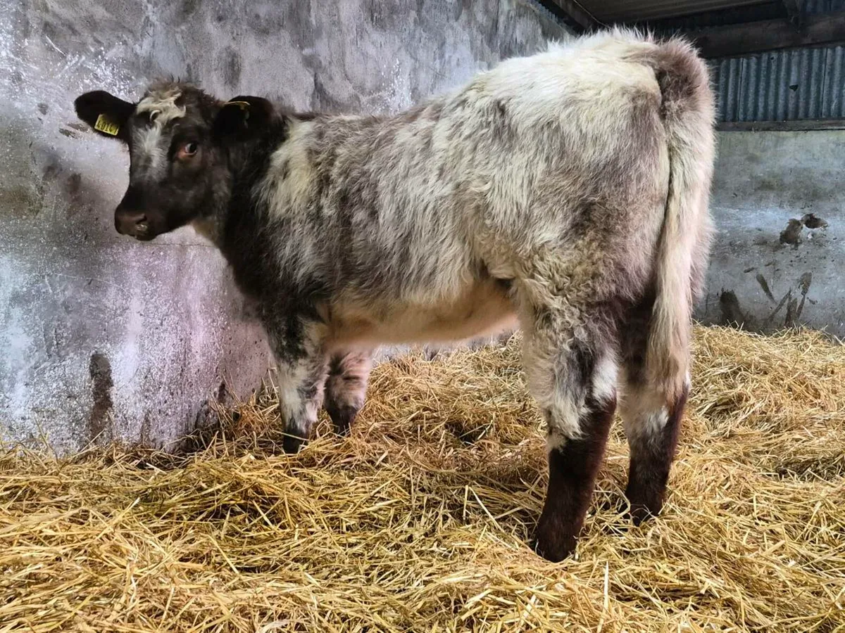 🌟 PBNR Shorthorn Heifer 🌟 - Image 1