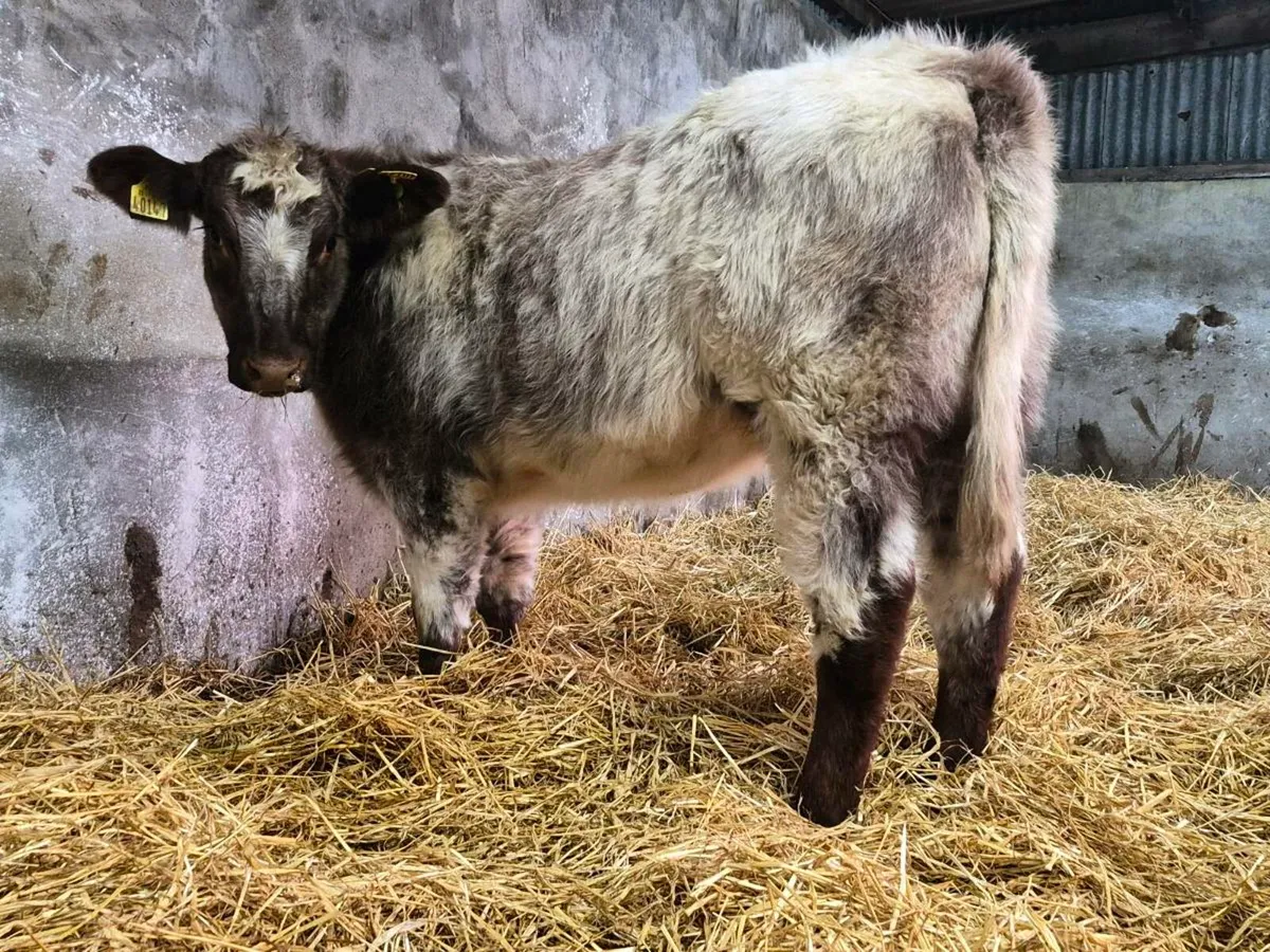 🌟 PBNR Shorthorn Heifer 🌟 - Image 2