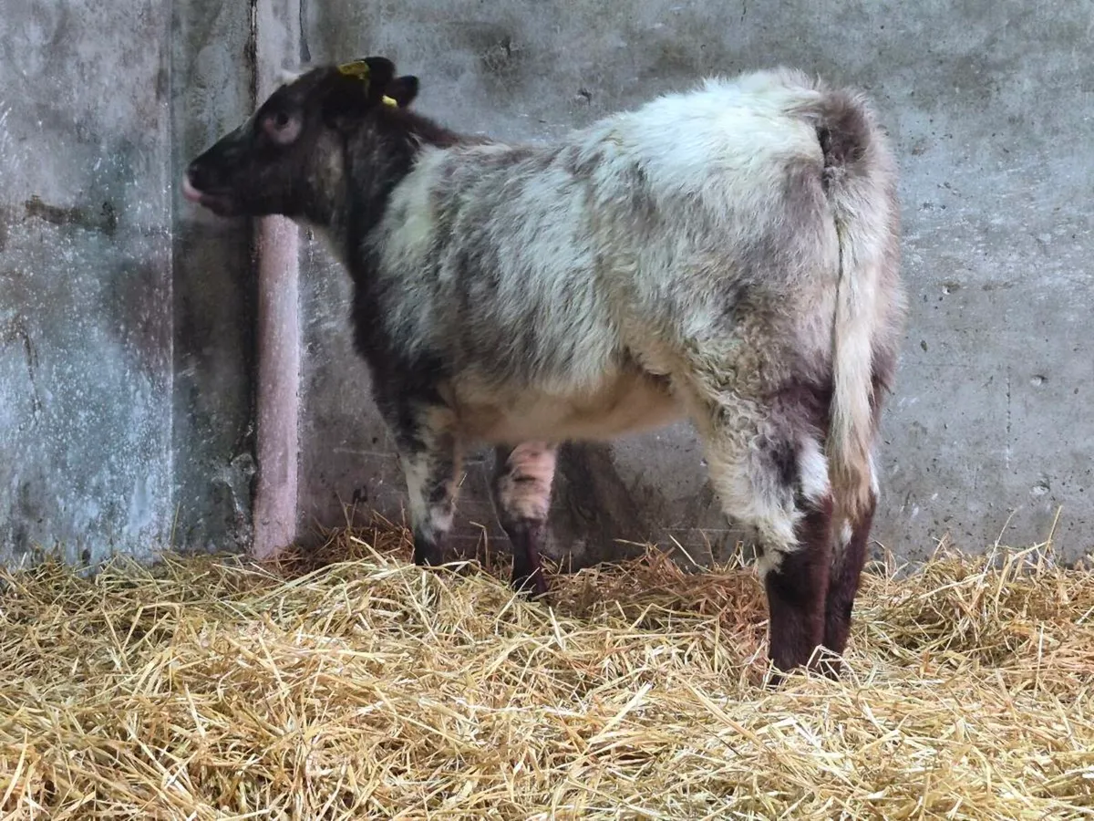 🌟 PBNR Shorthorn Heifer 🌟 - Image 3