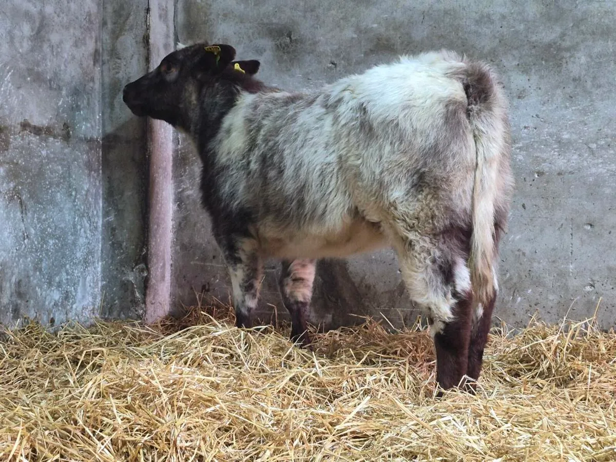 🌟 PBNR Shorthorn Heifer 🌟 - Image 4