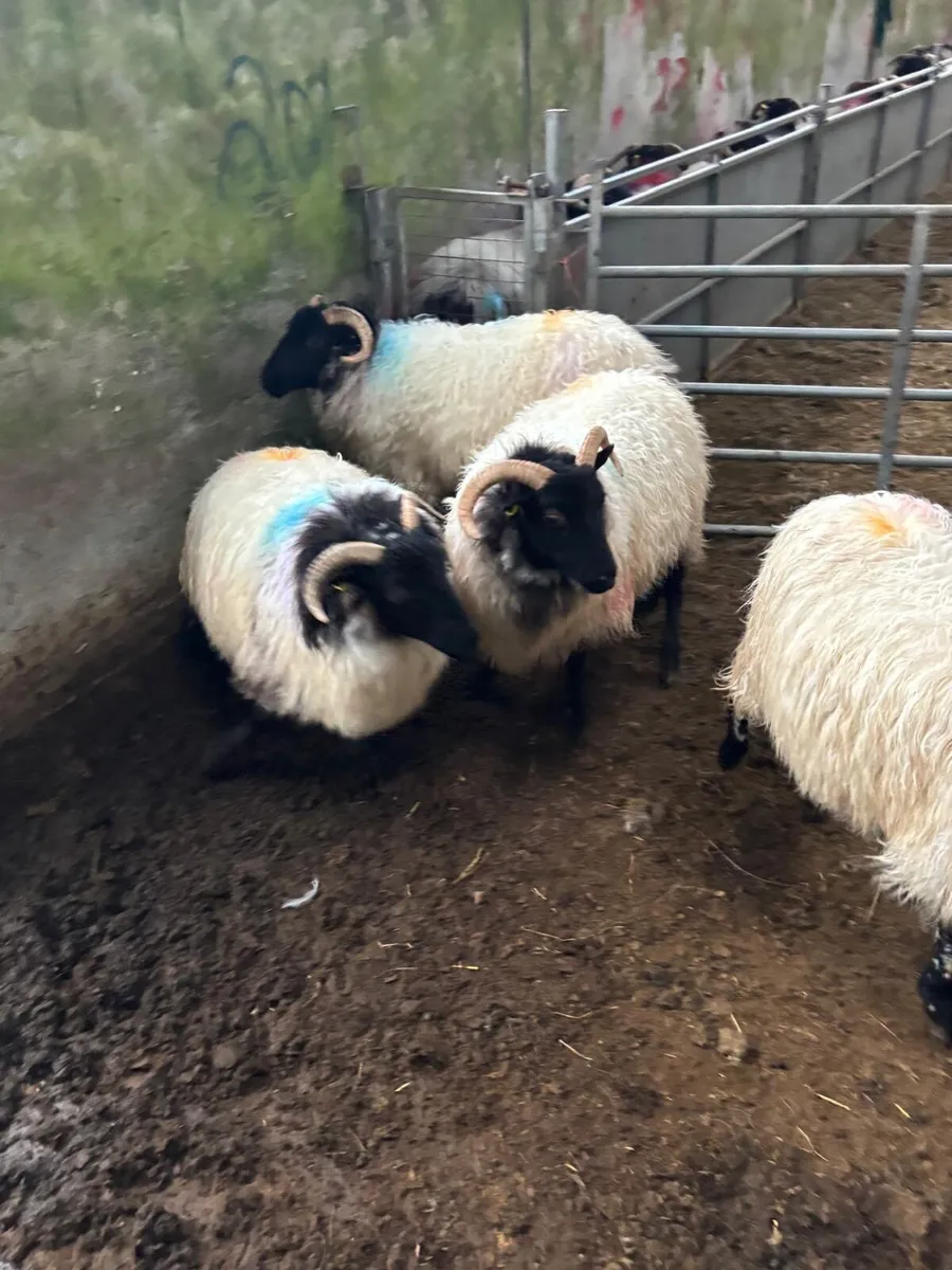 Hill rared hoggets - Image 1