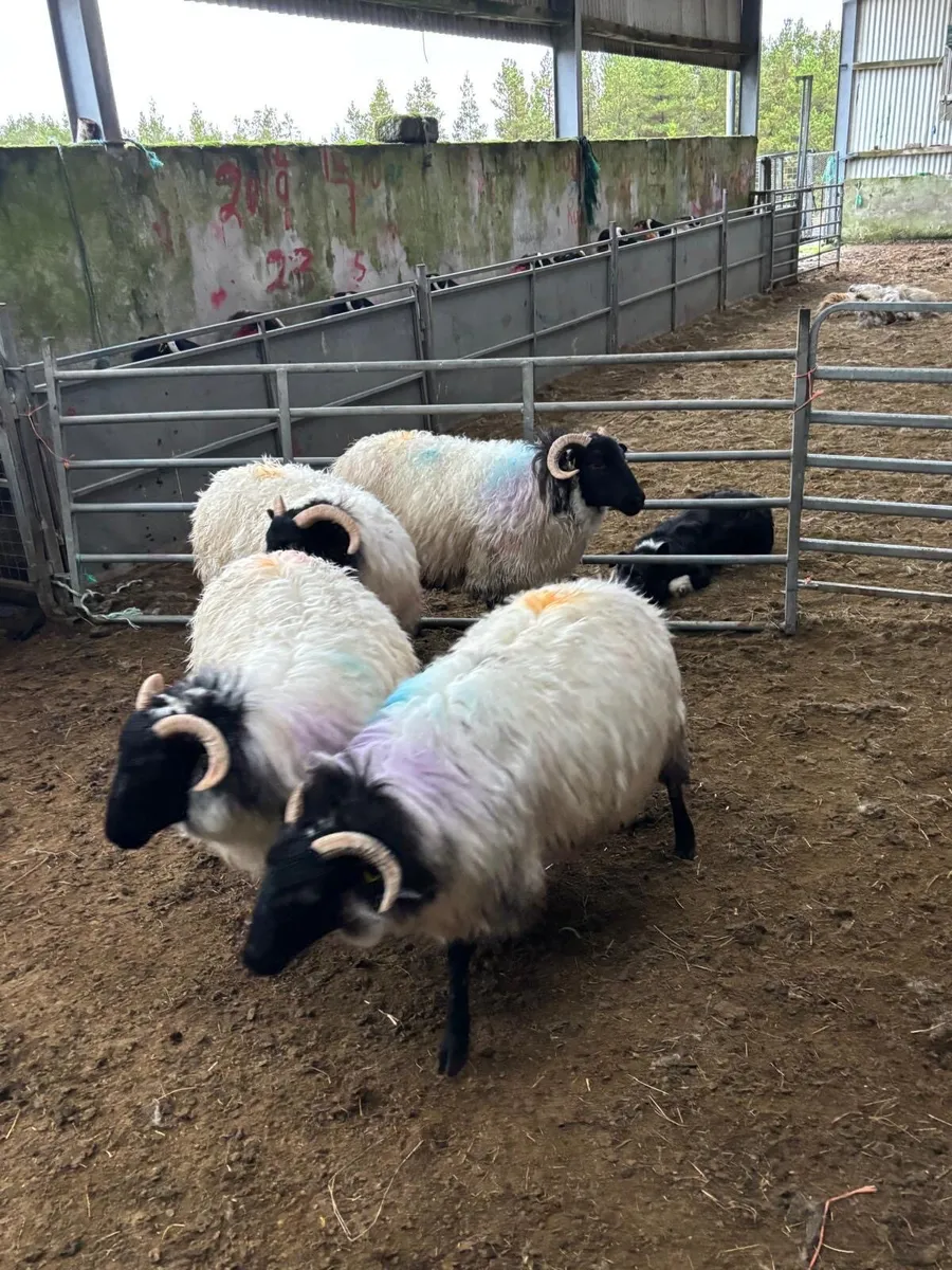 Hill rared hoggets - Image 2