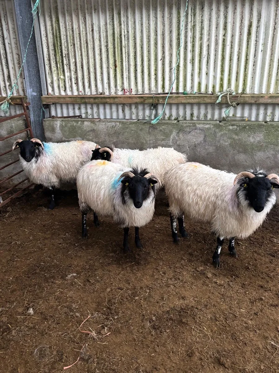 Hill rared hoggets - Image 3