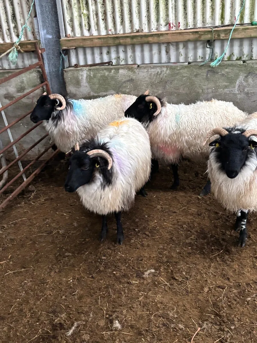 Hill rared hoggets - Image 4