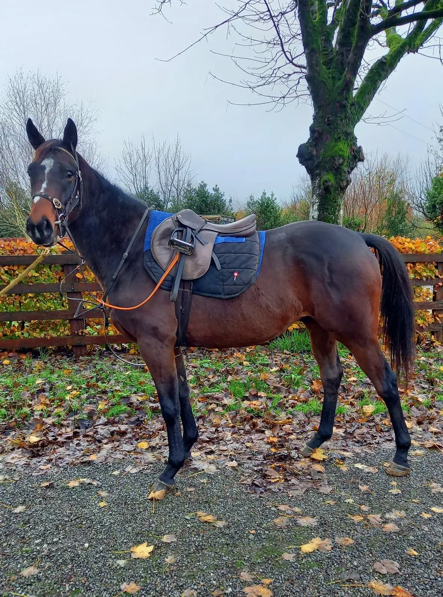 3 yr old gelding (tb) just broken - Image 1