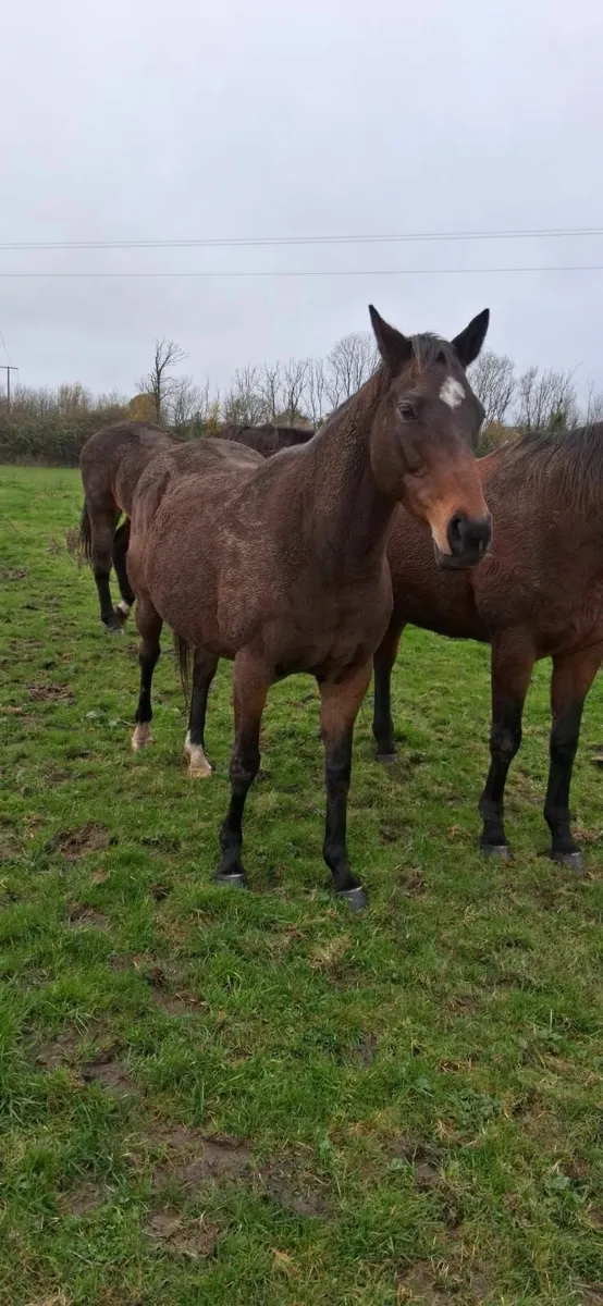 15.2 sport horse - Image 1