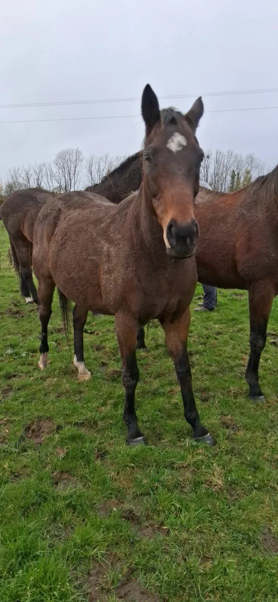 15.2 sport horse - Image 2