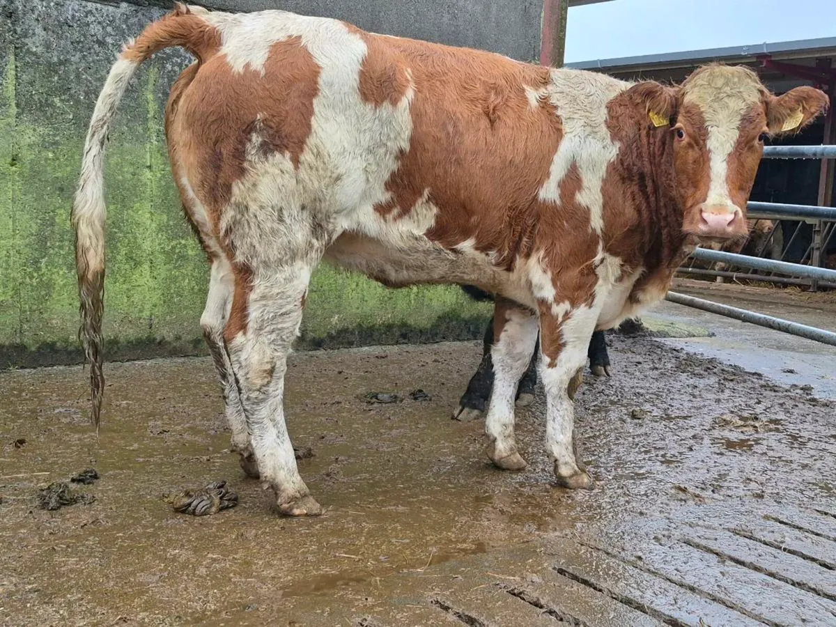 🌟 Breeding Heifer 🌟 - Image 1