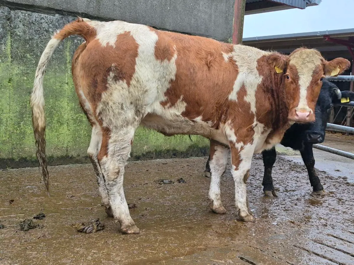 🌟 Breeding Heifer 🌟 - Image 2