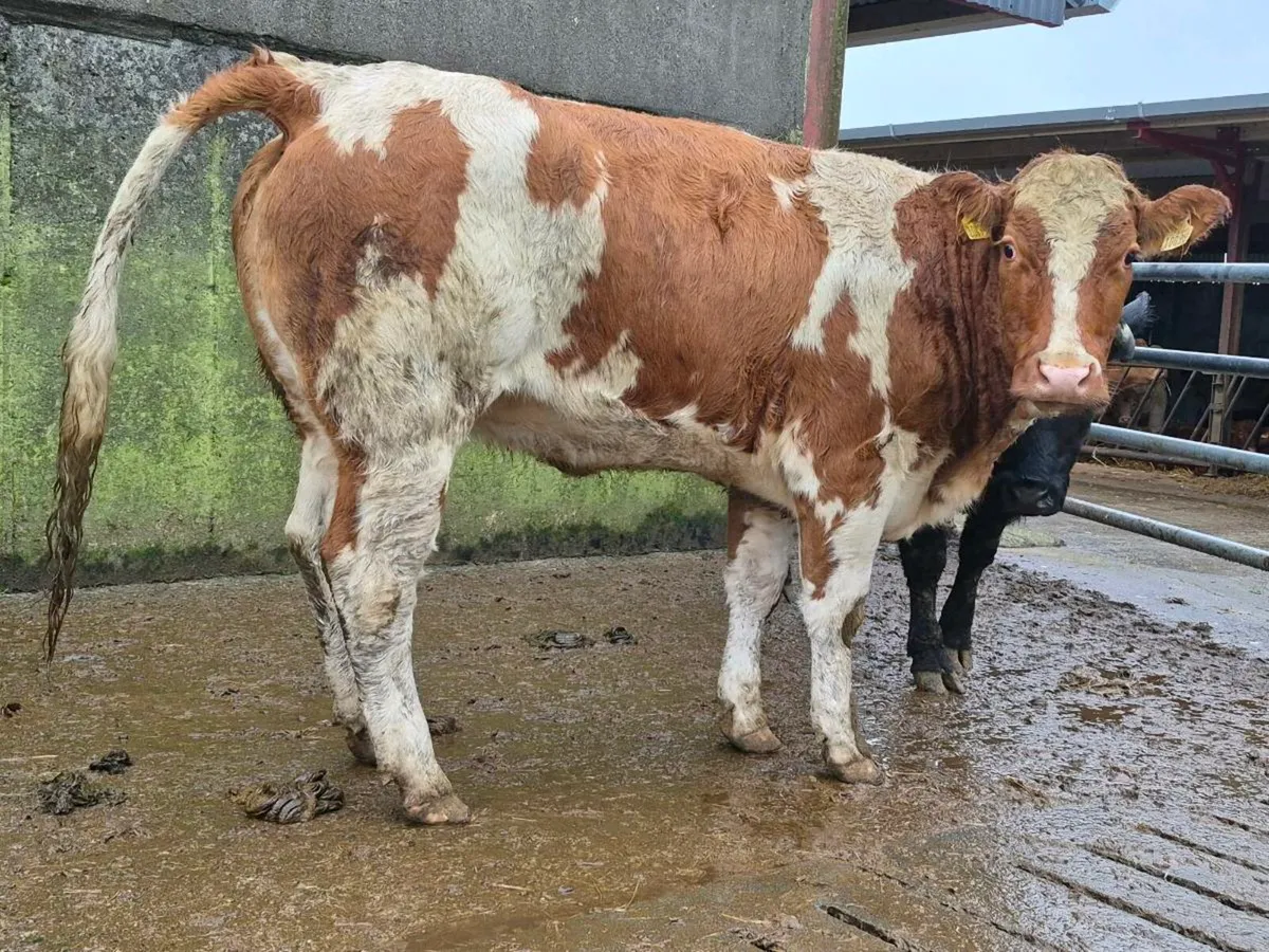 🌟 Breeding Heifer 🌟 - Image 3