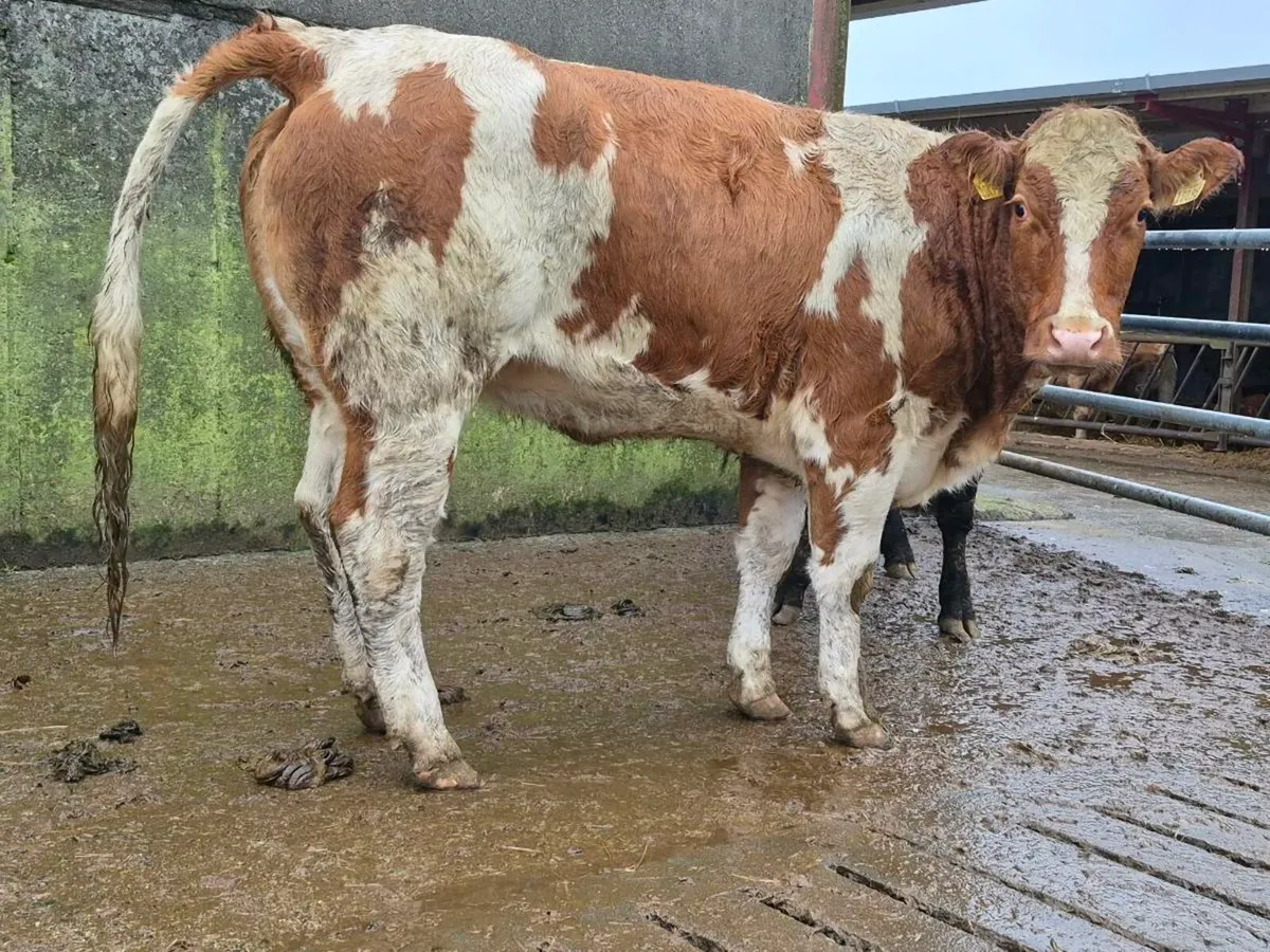 🌟 Breeding Heifer 🌟 - Image 4