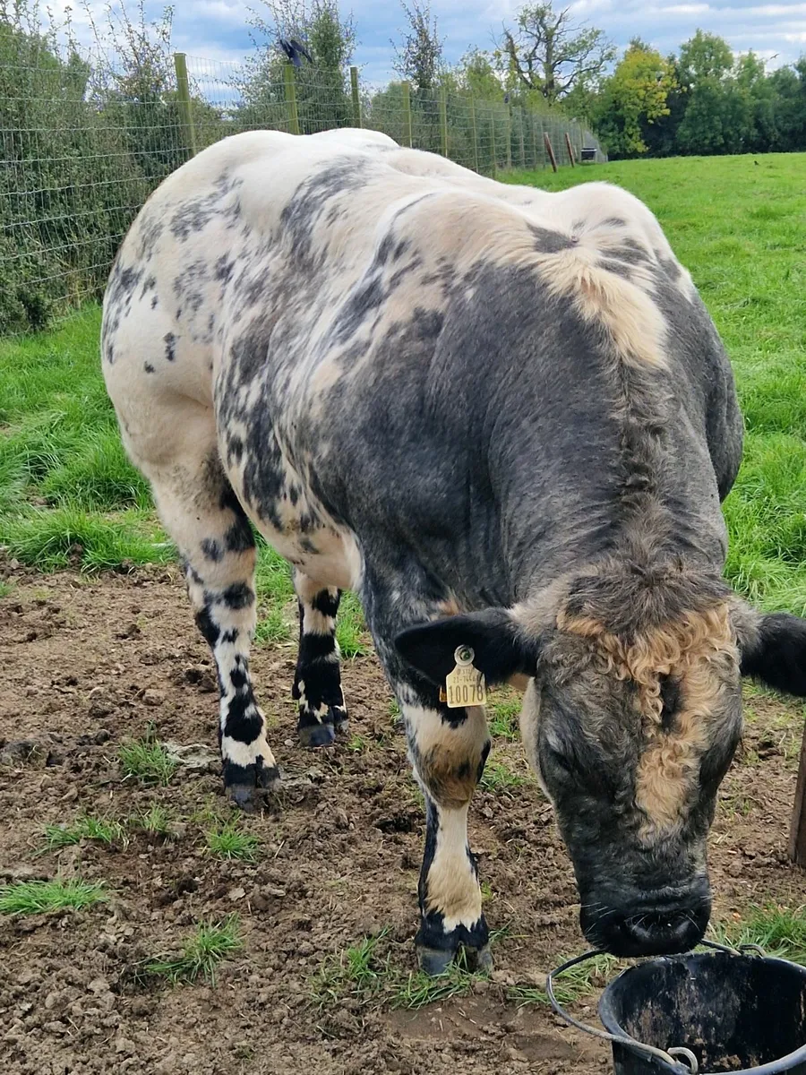 Belgian blue bull - Image 1
