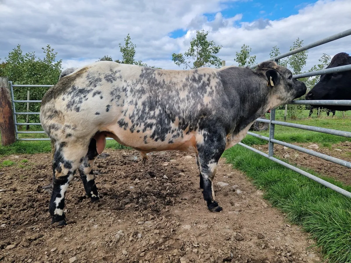 Belgian blue bull - Image 2