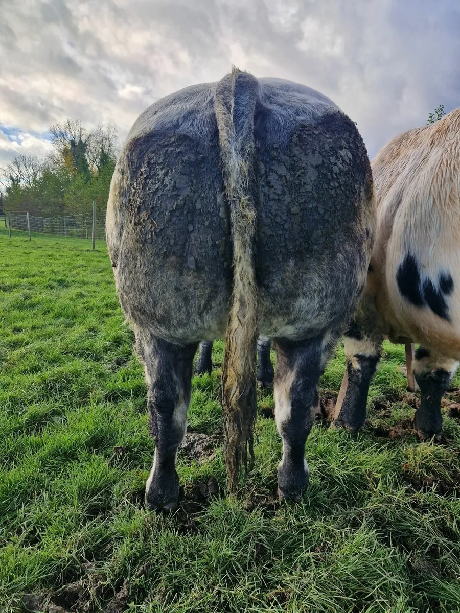 Belgian blue bull - Image 3
