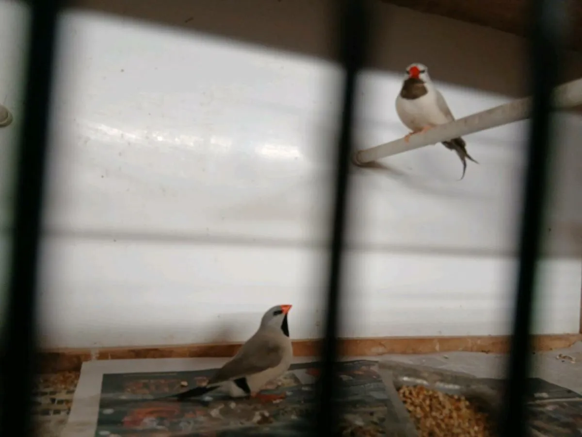 Cages and birds - Image 1