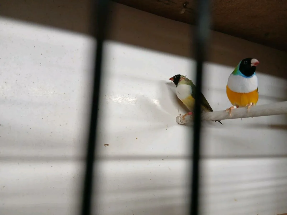 Cages and birds - Image 2