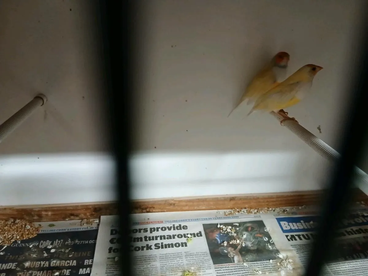 Cages and birds - Image 3