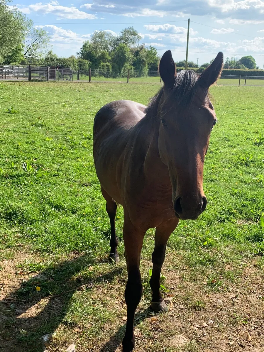 Thoroughbreds - Image 4