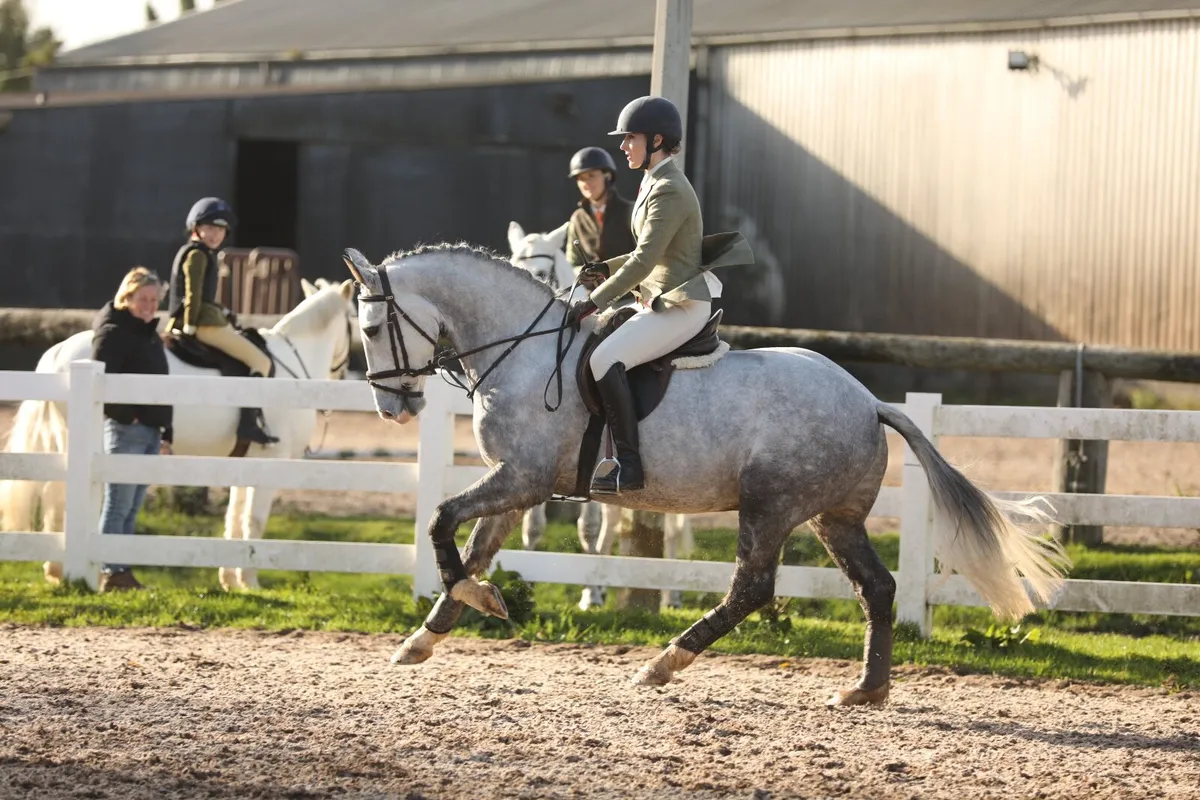 15.1/15.2 Small Hunter Irish Draught: 5 Years - Image 1