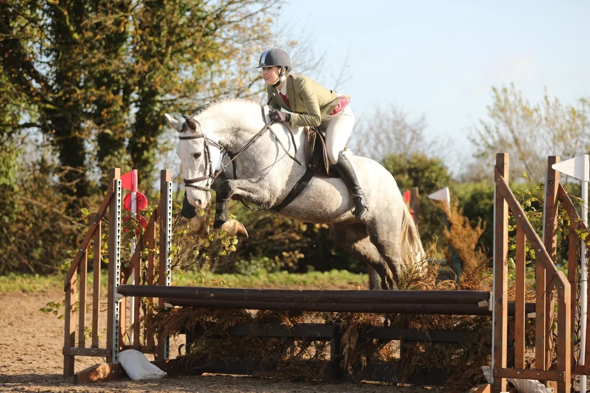 15.1/15.2 Small Hunter Irish Draught: 5 Years - Image 2