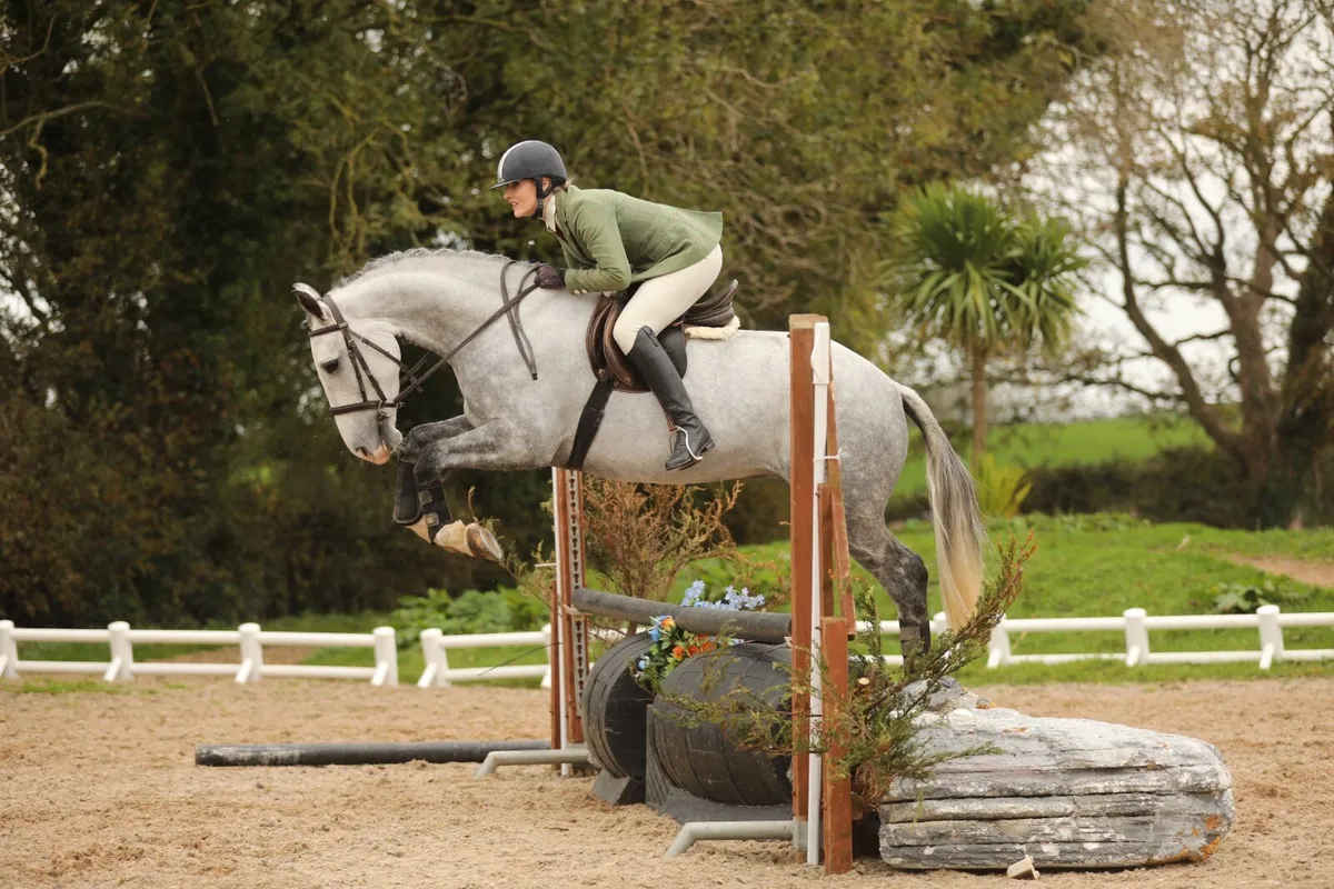 15.1/15.2 Small Hunter Irish Draught: 5 Years - Image 3