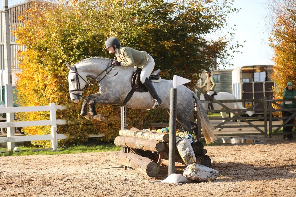 15.1/15.2 Small Hunter Irish Draught: 5 Years - Image 4