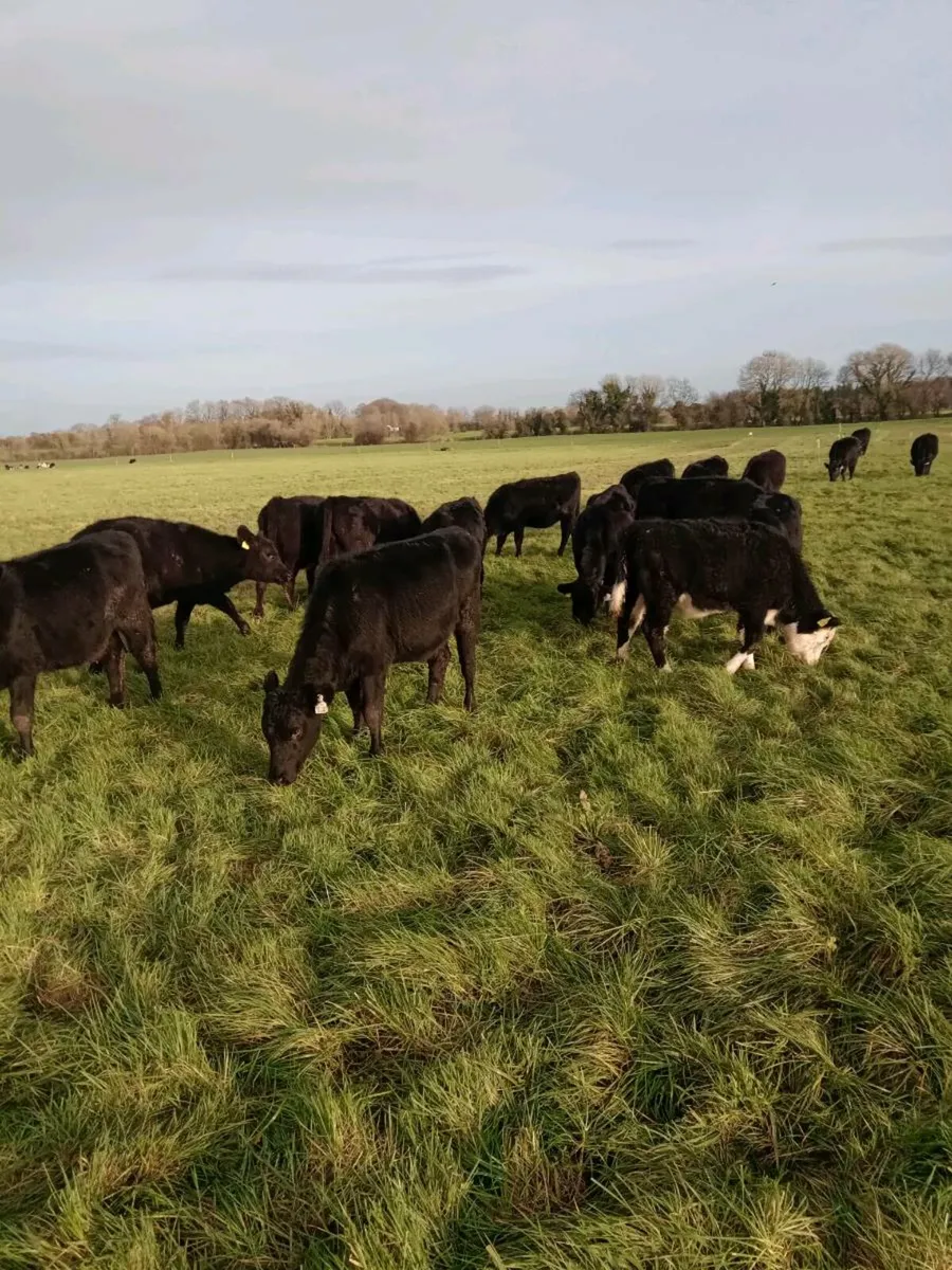 Angus/Hereford Weanling Heifers - Image 1