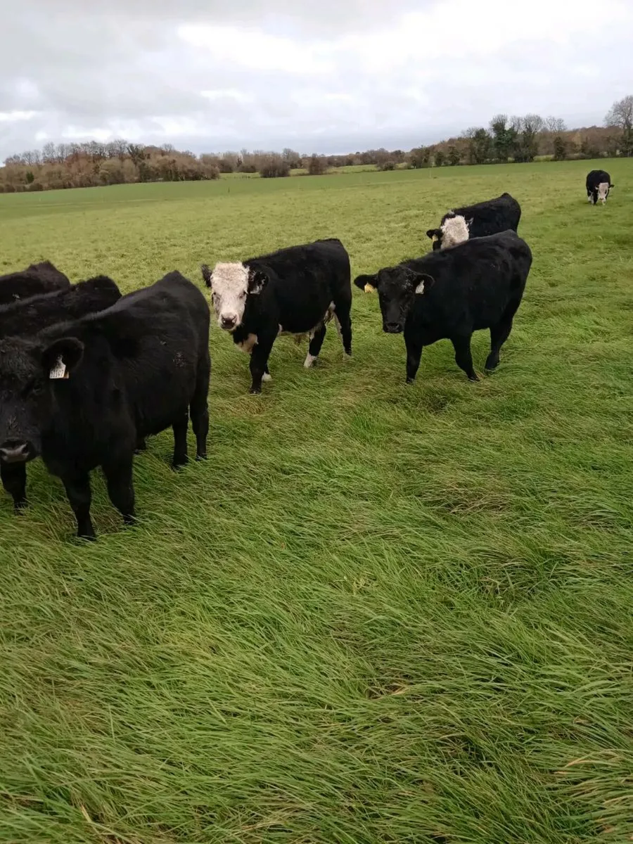 Angus/Hereford Weanling Heifers - Image 3