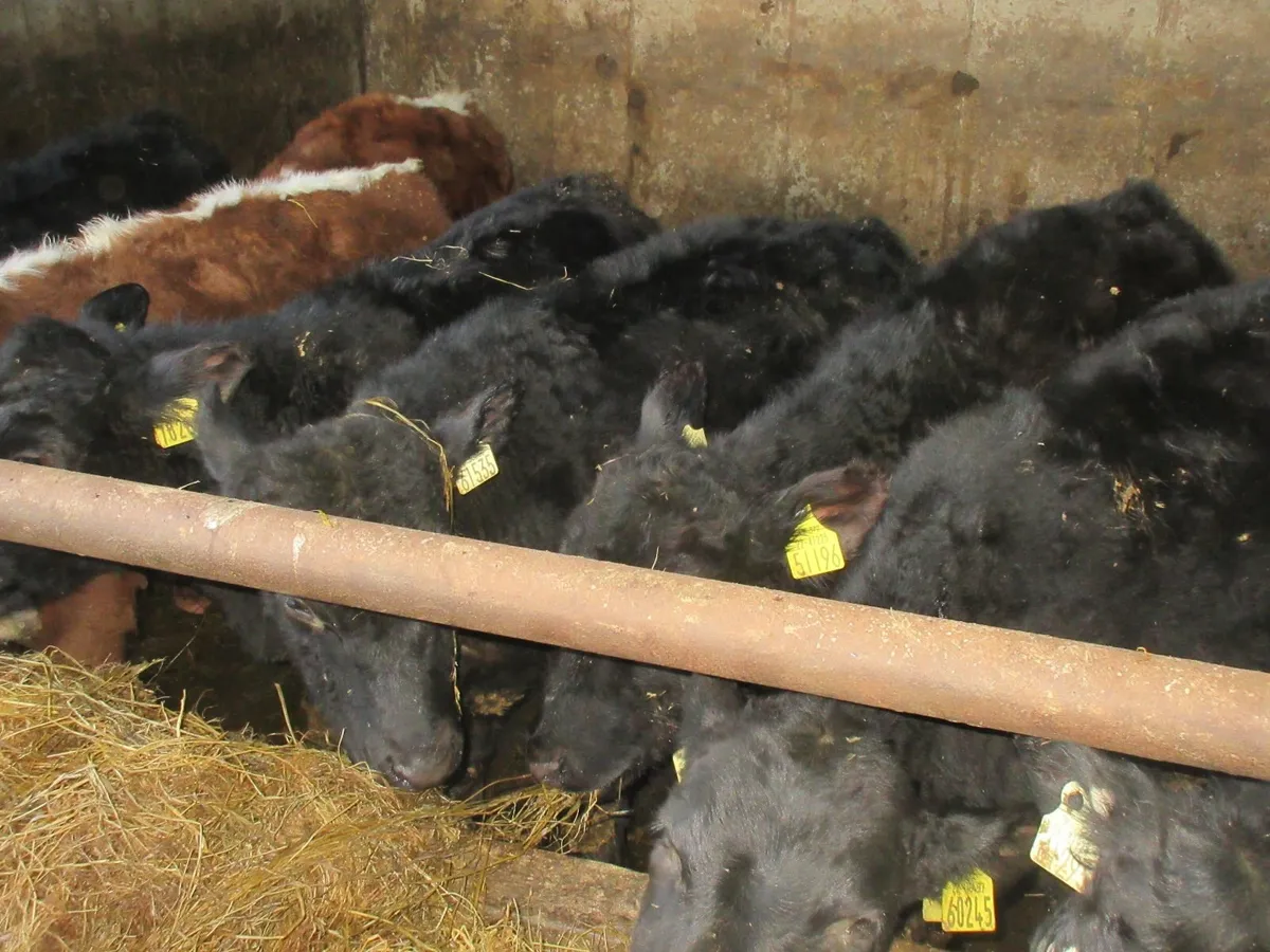 12 aberdeen bull weanlings