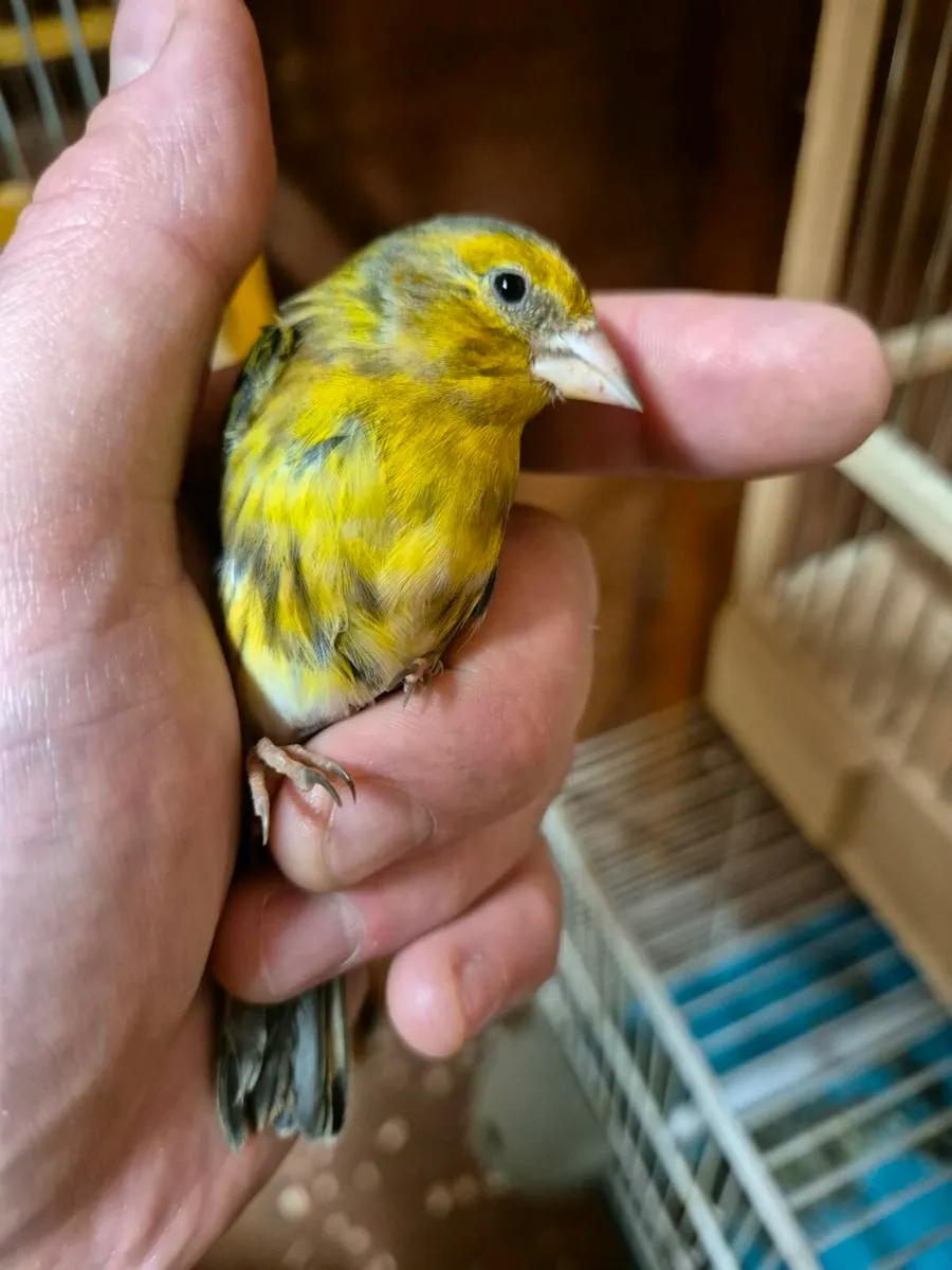 Song Birds and cages - Image 2