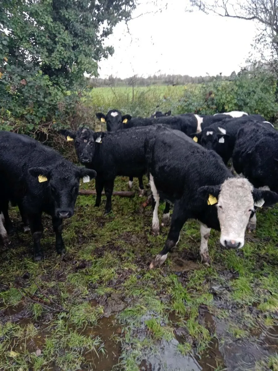 Angus/Hereford Weanling Heifers - Image 4