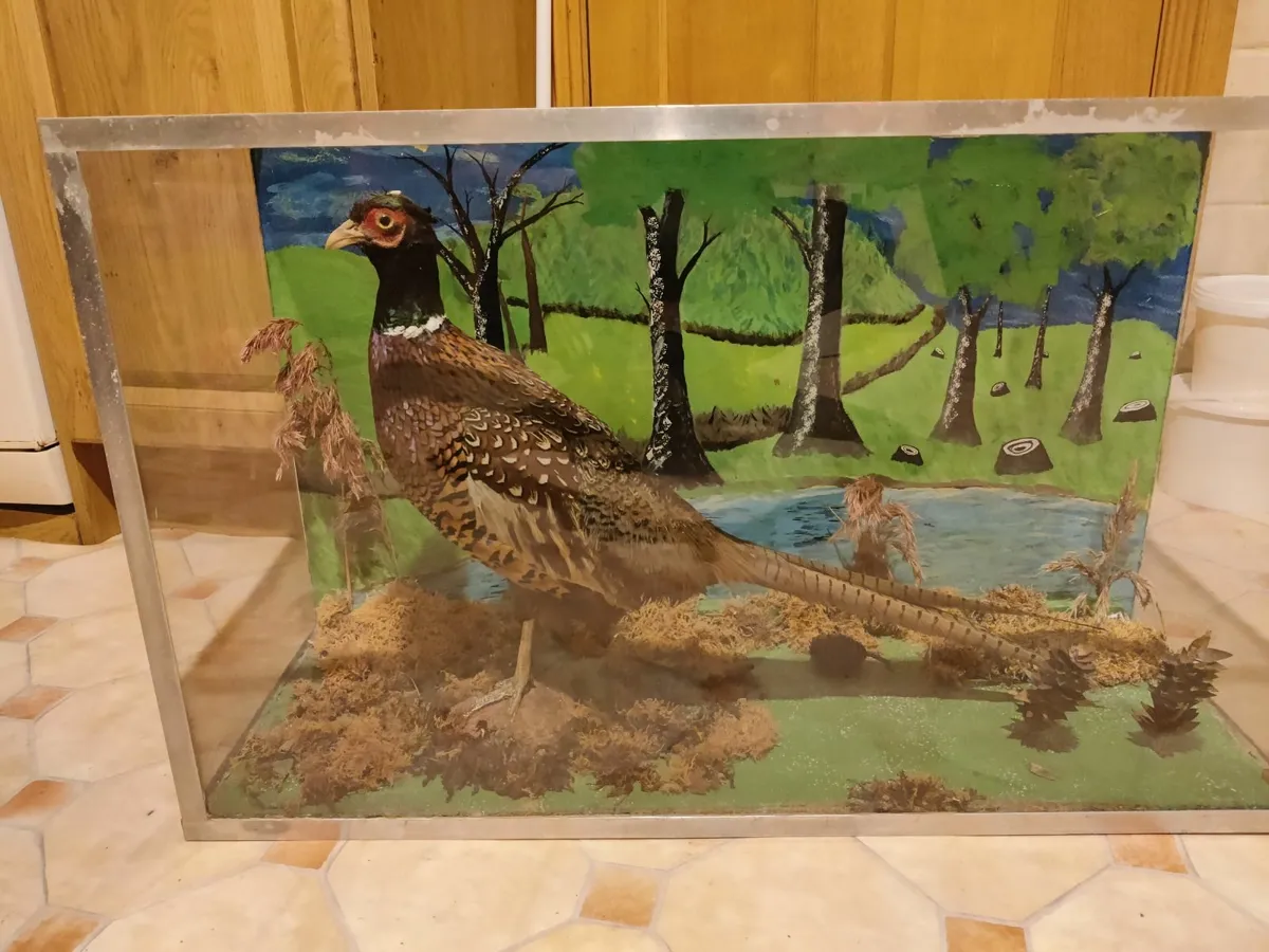 Pheasant display case - Image 1