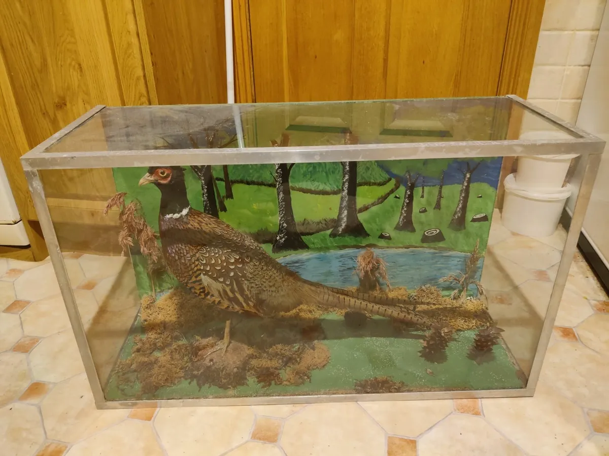 Pheasant display case - Image 2
