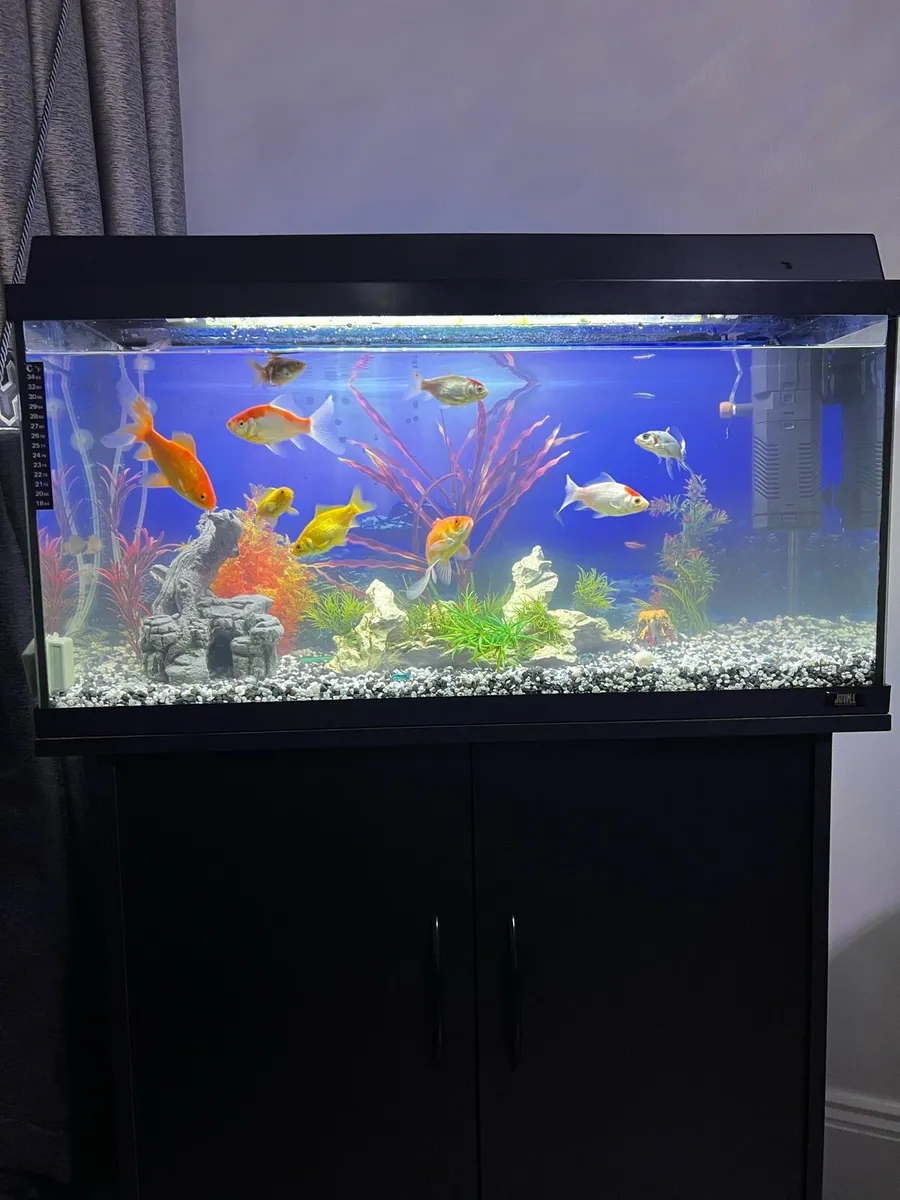 Fish tank with fish - Image 1