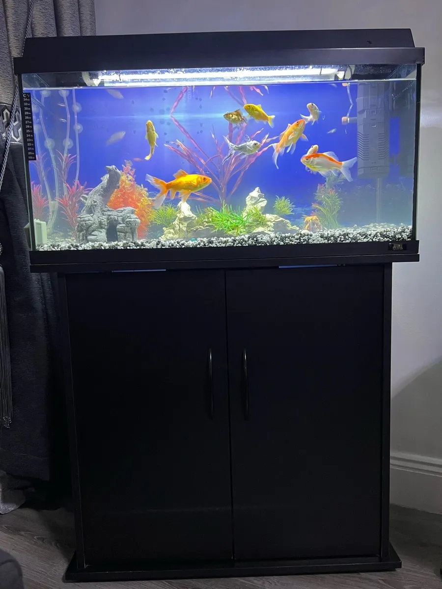 Fish tank with fish - Image 2