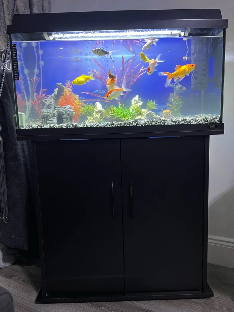 Fish tank with fish - Image 3