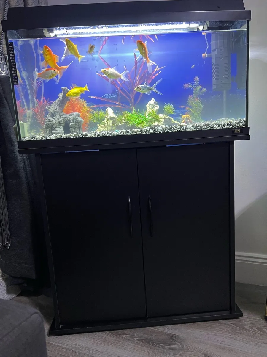 Fish tank with fish - Image 4