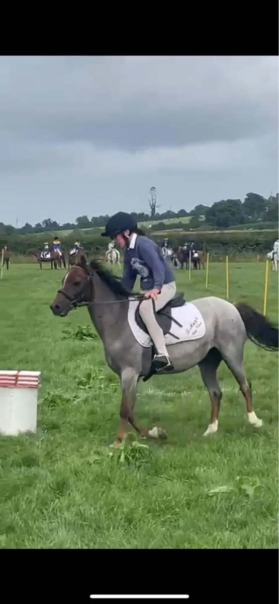 12.2 pony - Image 1