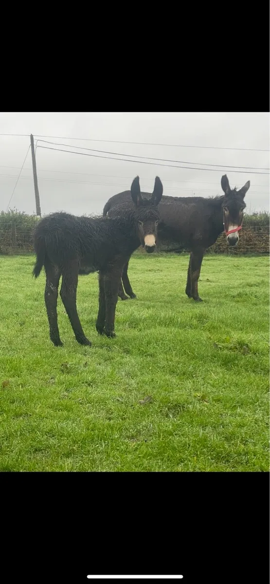 Donkey and foal - Image 1
