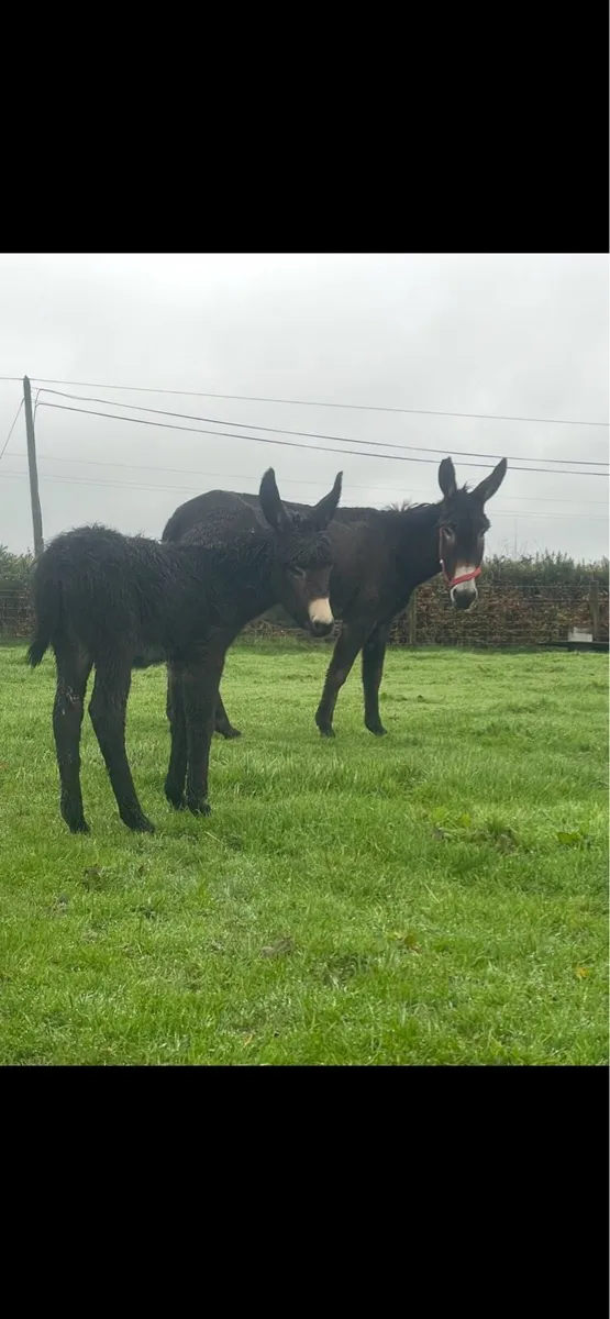 Donkey and foal - Image 2