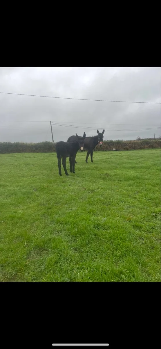 Donkey and foal - Image 3