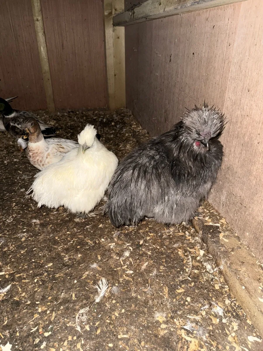 Ducks hens call ducks - Image 1