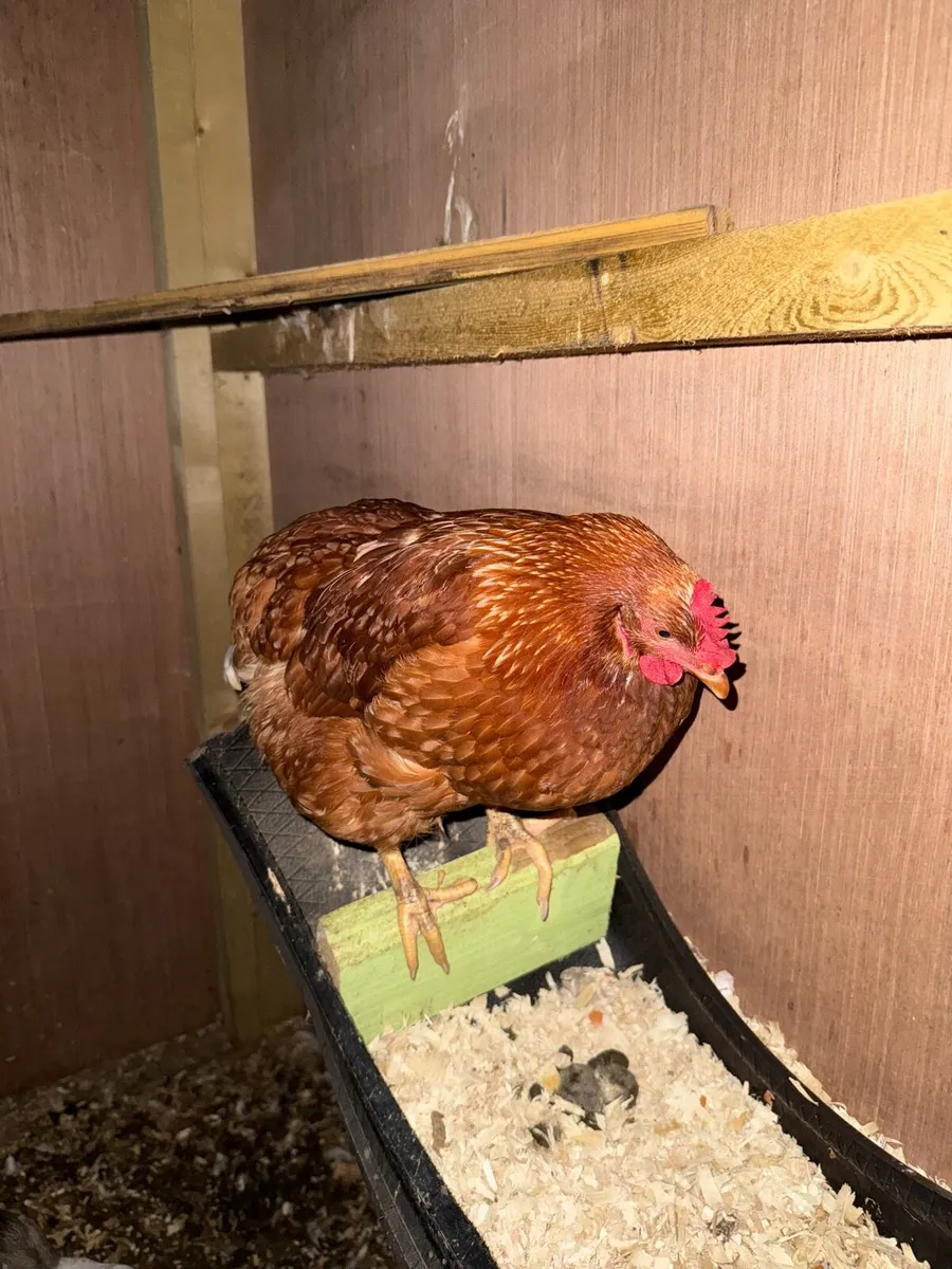 Ducks hens call ducks - Image 2