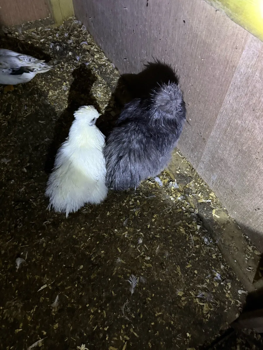 Ducks hens call ducks - Image 3