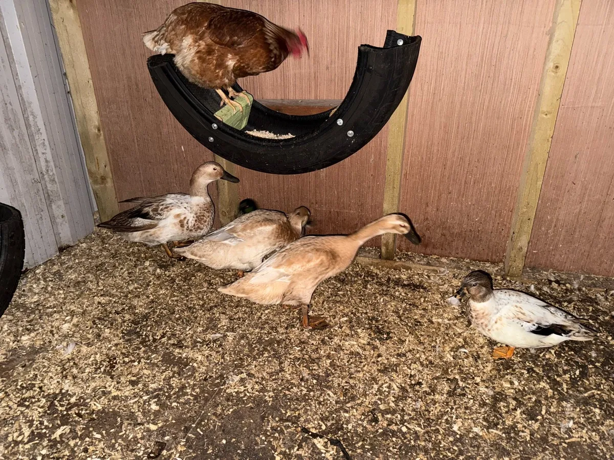 Ducks hens call ducks - Image 4