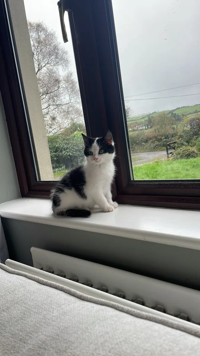 Kitten in need of home - Image 1