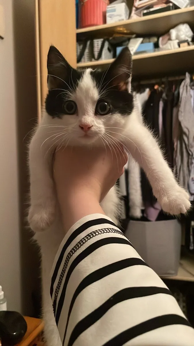 Kitten in need of home - Image 2