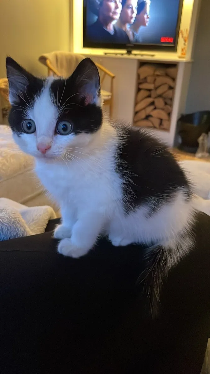 Kitten in need of home - Image 3
