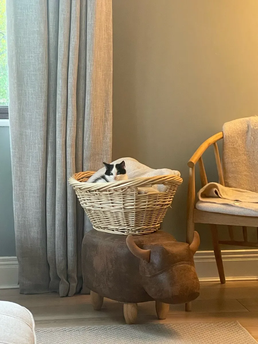 Kitten in need of home - Image 4