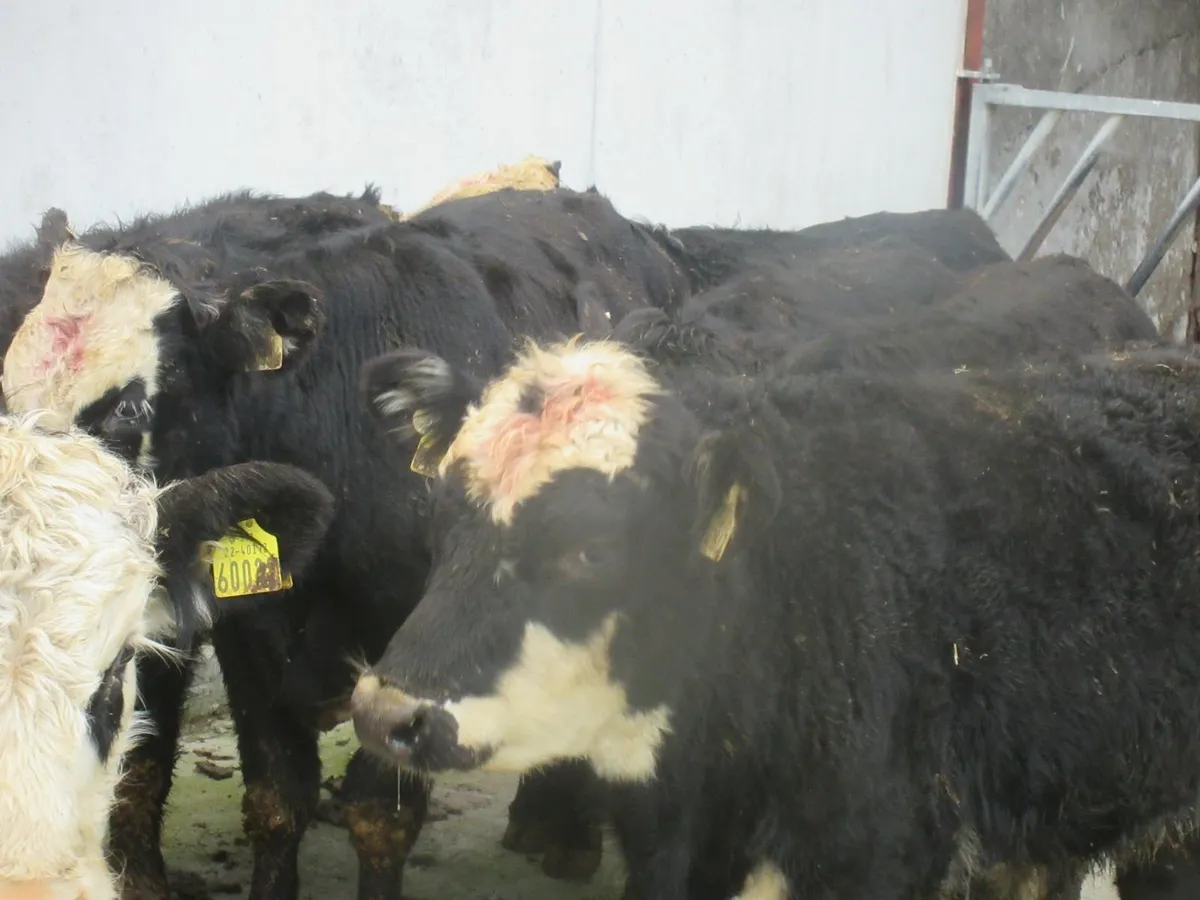 8 aberdeen angus and hereford suckler bred bull - Image 2